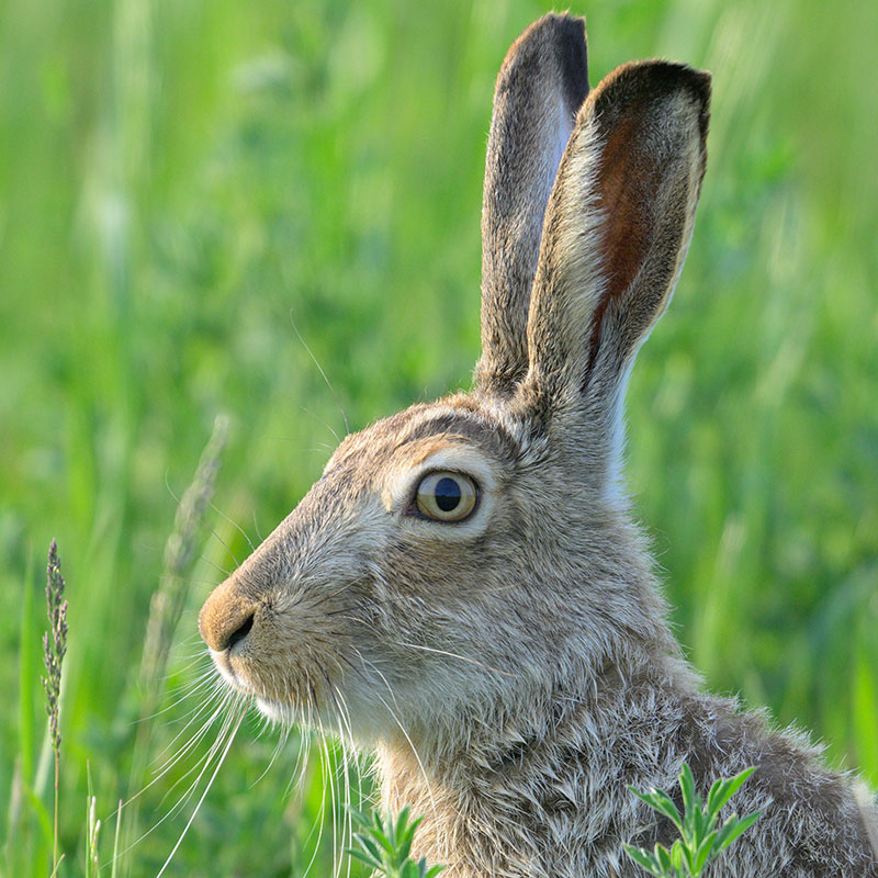 Jackrabbit
