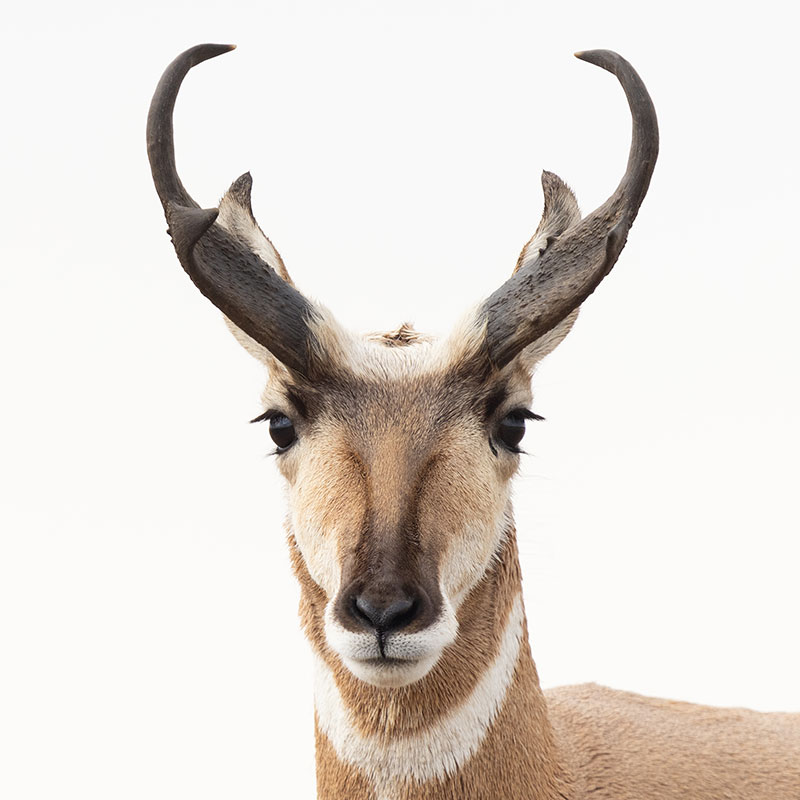 Pronghorn