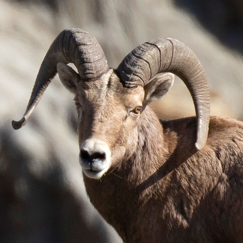 Bighorn Sheep