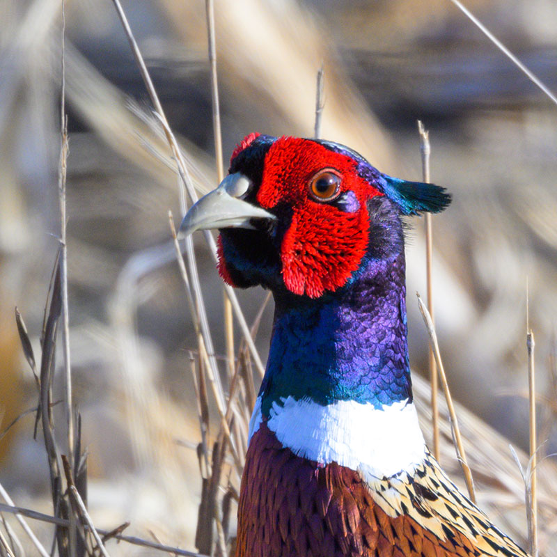 Pheasant