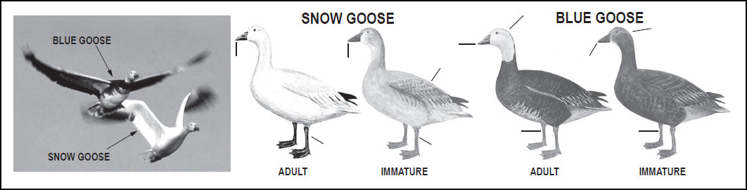 Light Goose ID