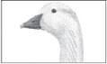 Light Goose ID