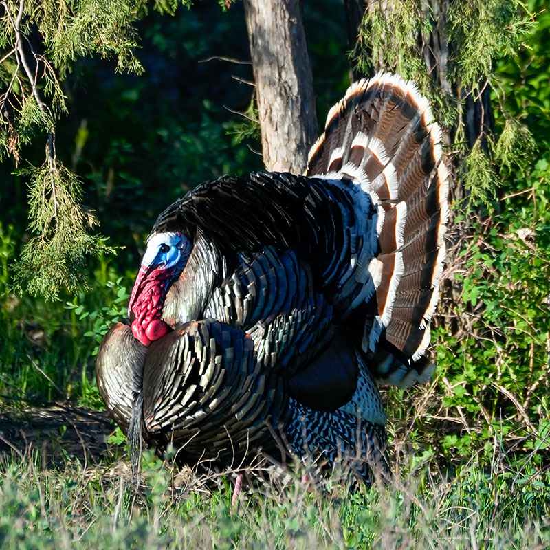Turkey displaying