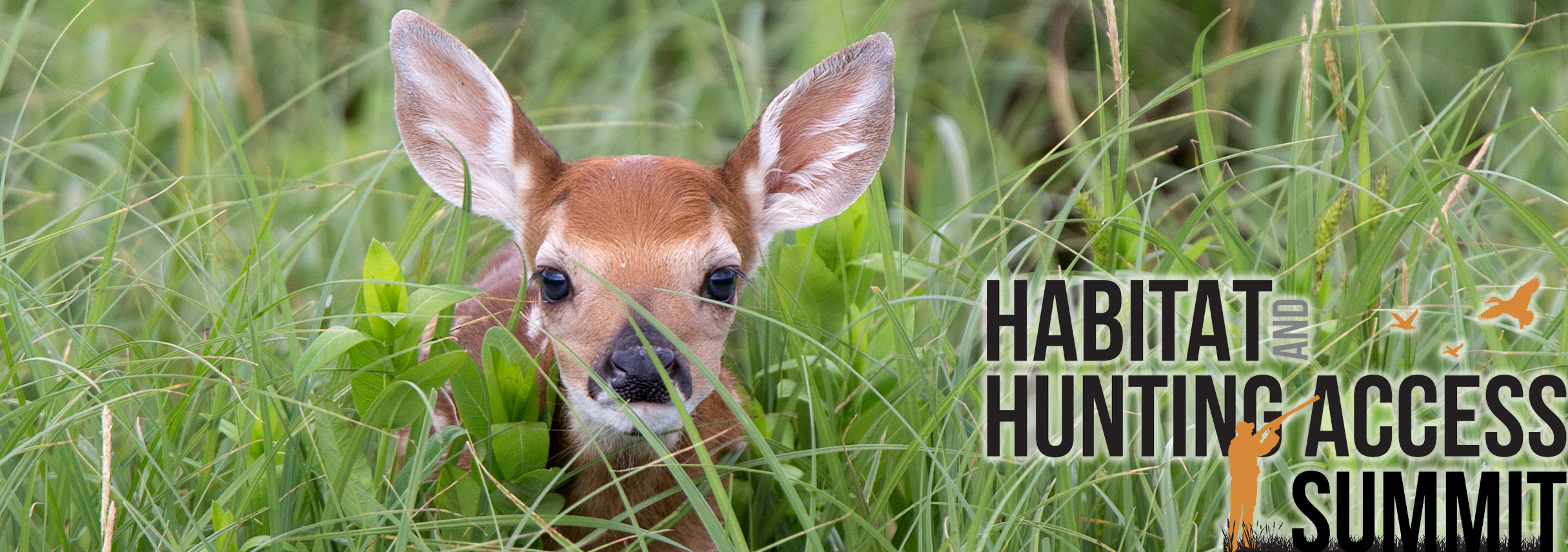 Fawn in tall grass