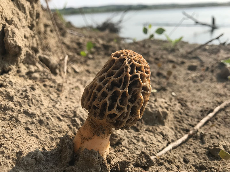 Morel mushroom growing in sand