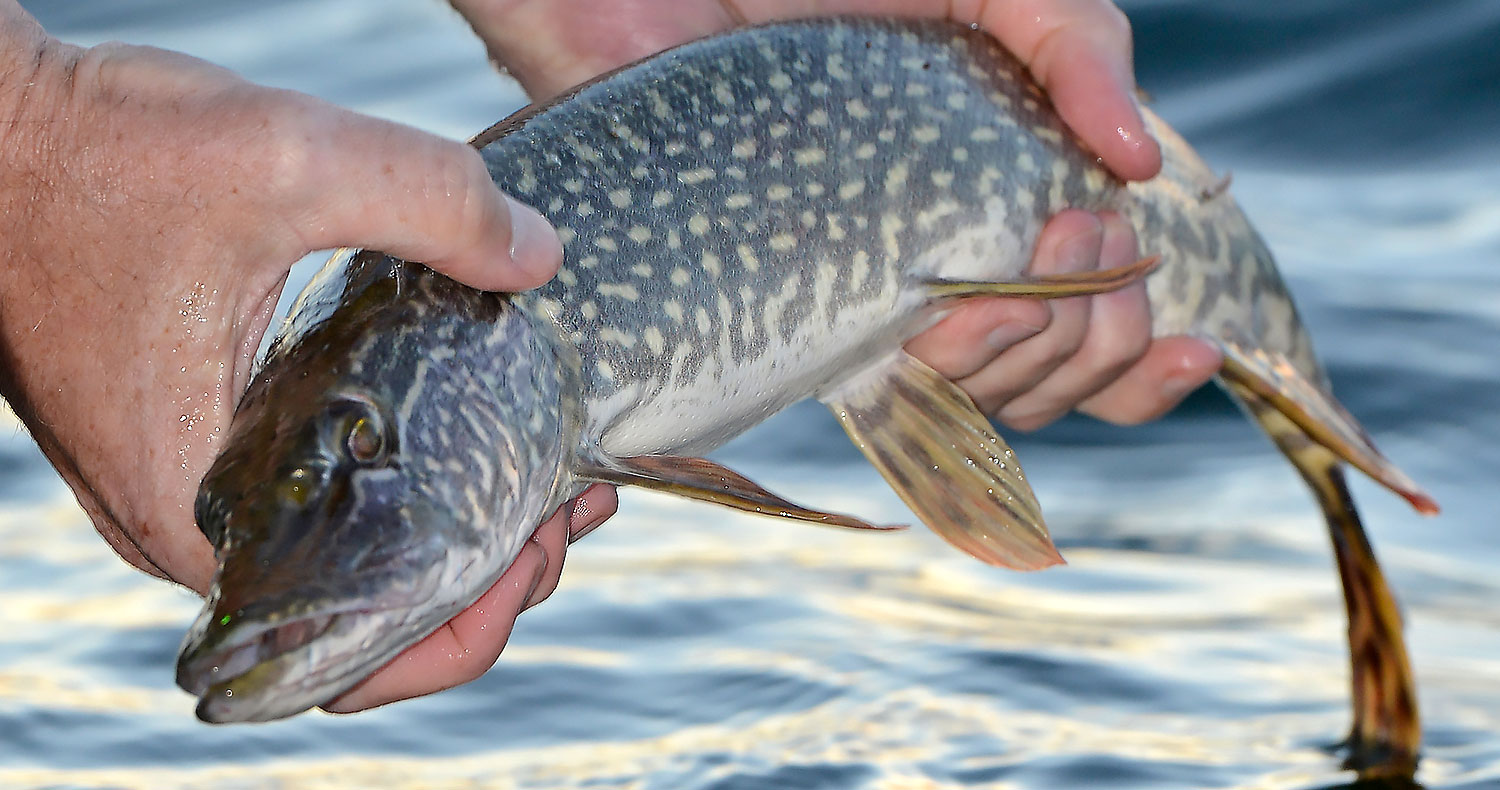 Pike being held above the water right before being released