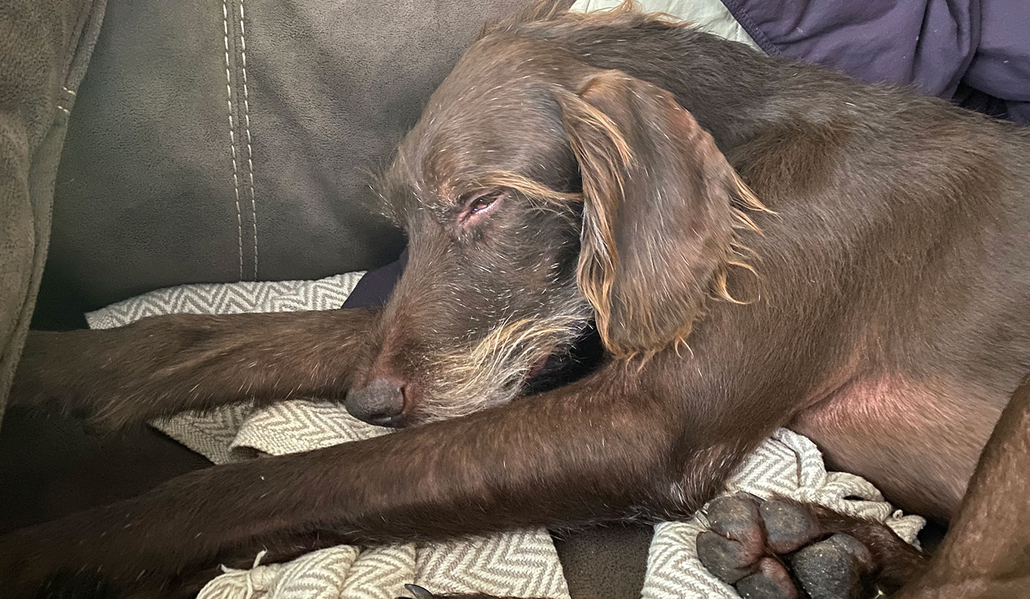 Tired hunting dog sleeping on couch