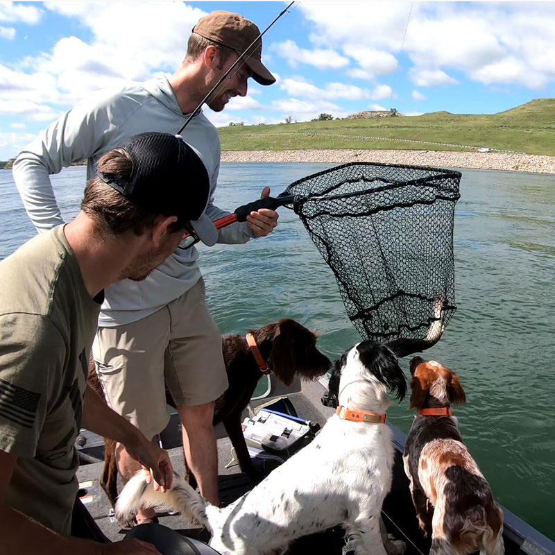 Three dogs looking at a catfish an angler is hauling onto the boat in a net