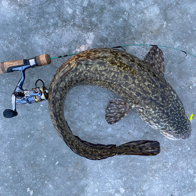 Burbot caught while ice fishing