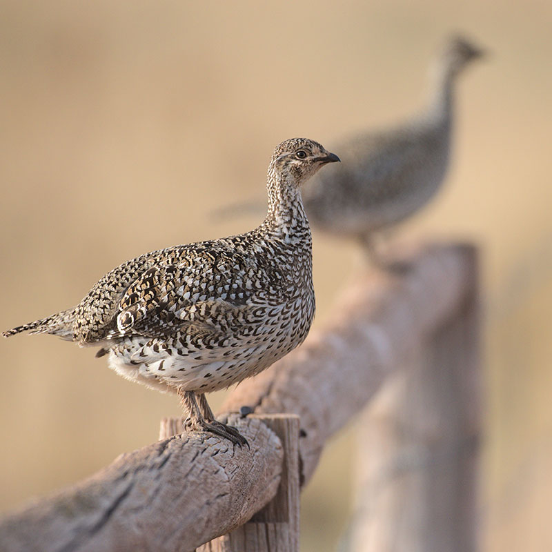 Two sharp-tailed grouse sitting on a fence