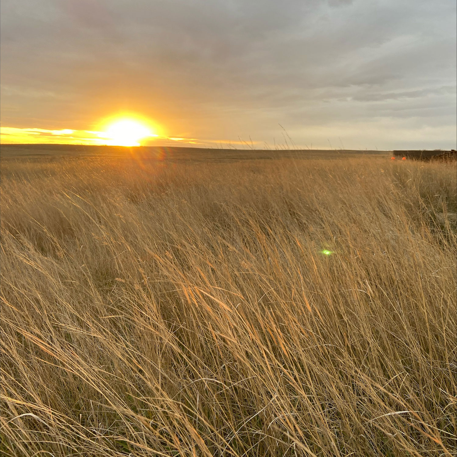 Sun setting over prairie grass