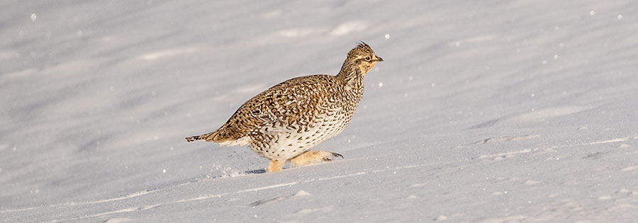 Sharp-tailed grouse walking up snowy hill