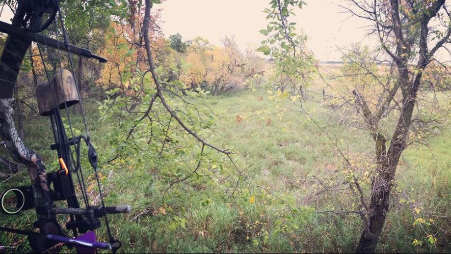 Bow and view from an old tree stand