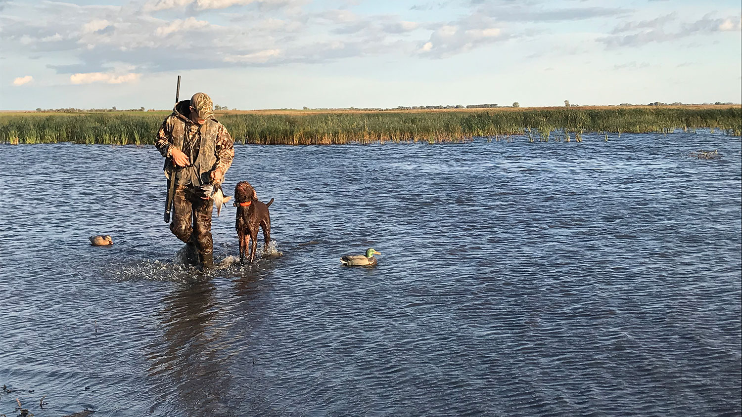 Hunter and dog walking through wetland