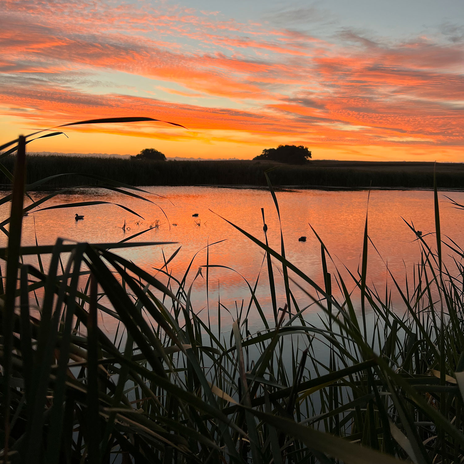 Sunset over a wetland