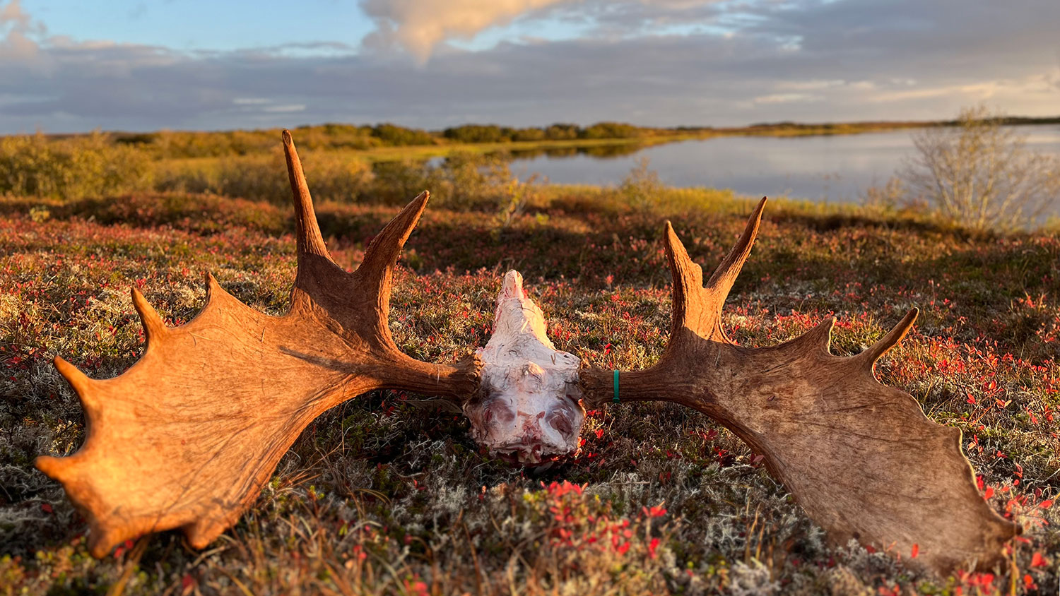 Moose skull and antlers on tundra