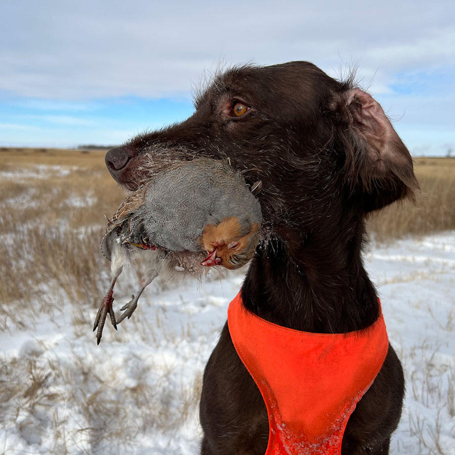 Finley carrying harvested partridge