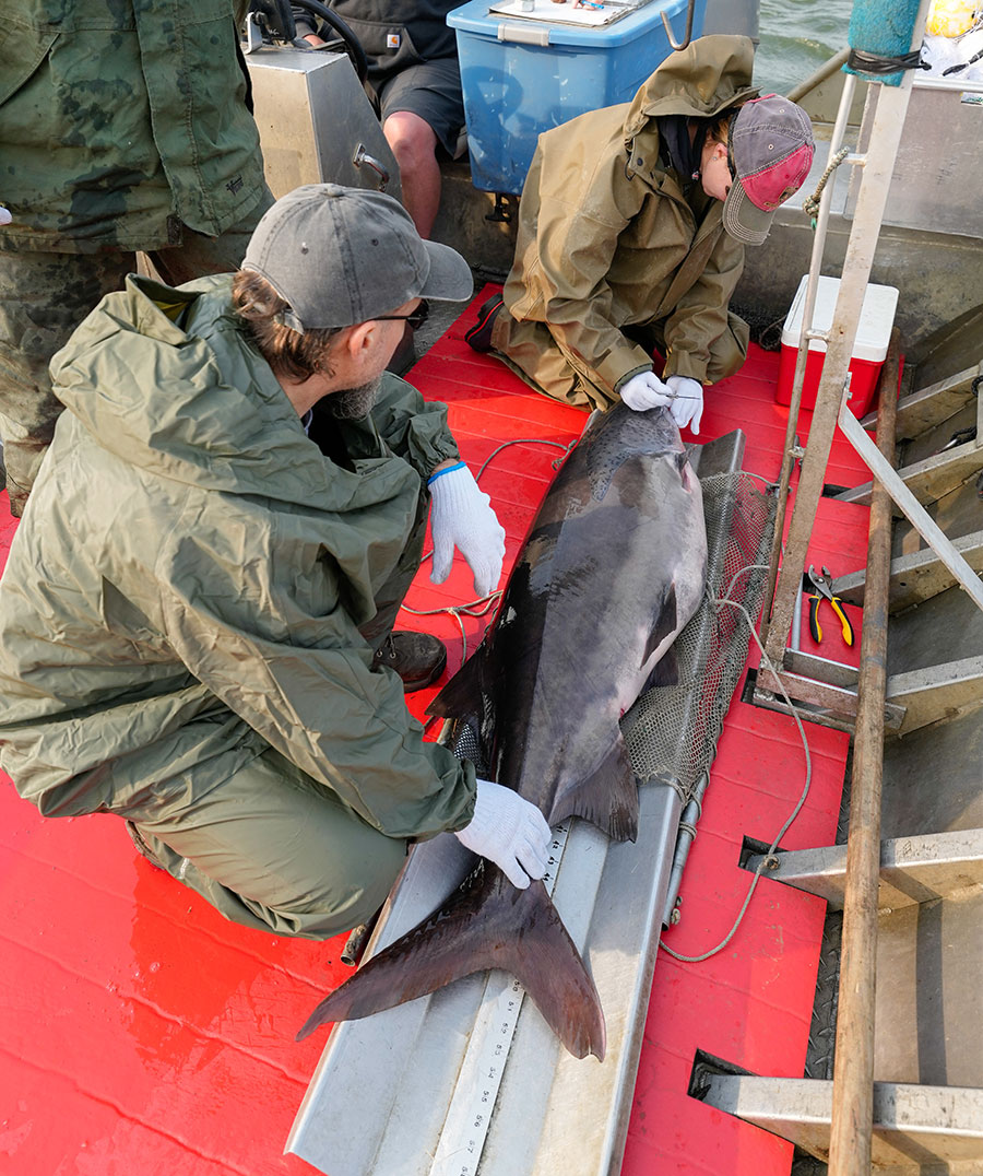 Biologists measuring a paddlefish