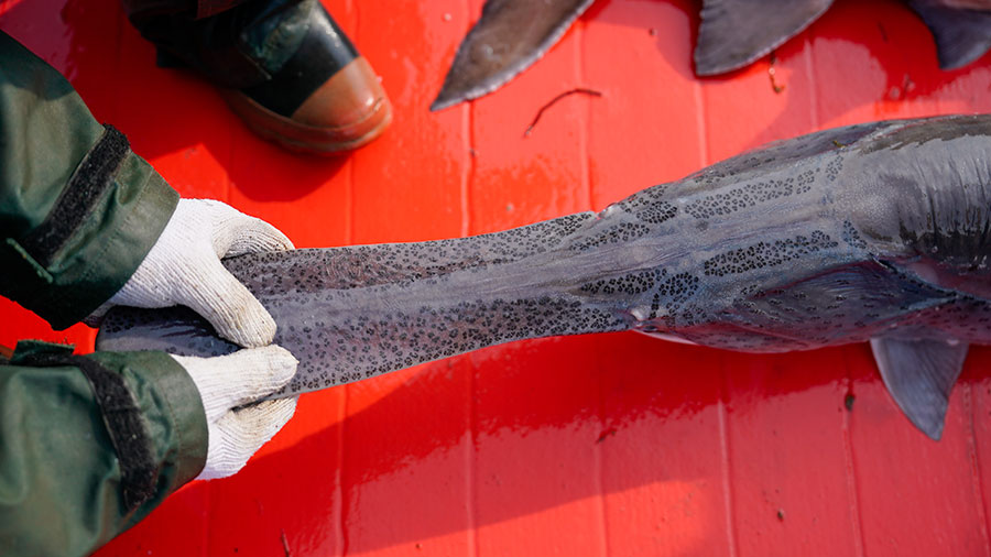 Paddlefish rostrum