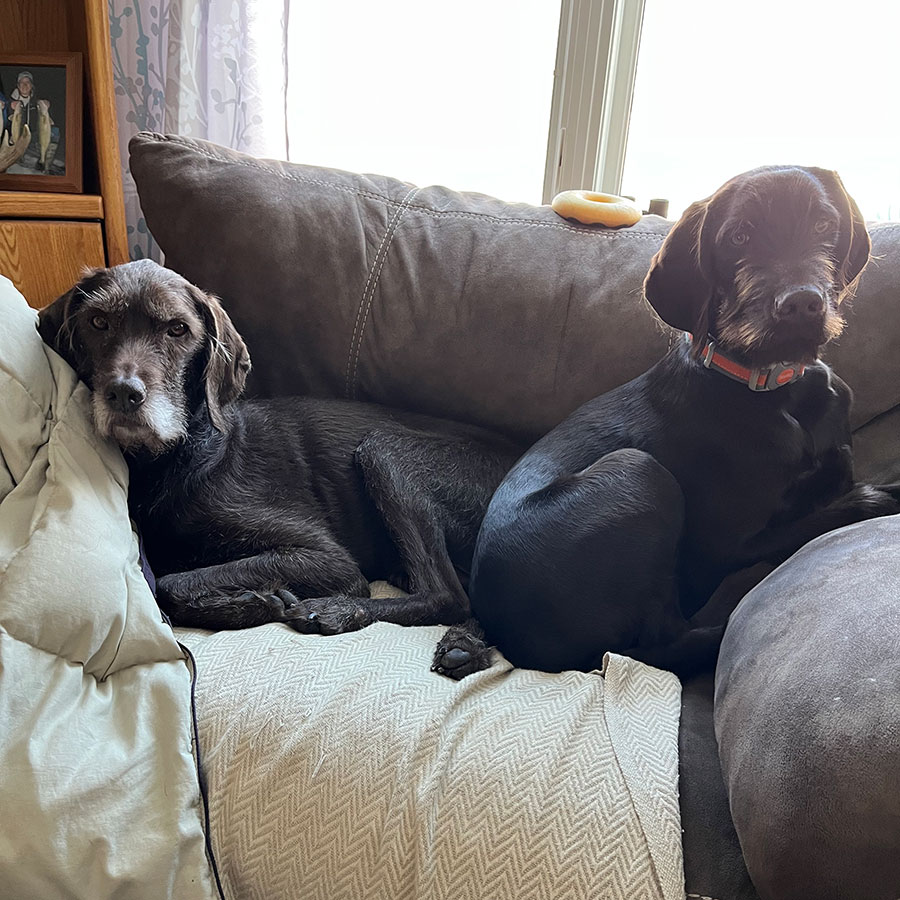 Finley and Rhett lounging on the couch