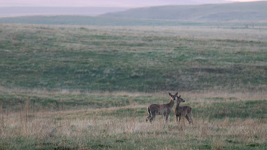 Two deer standing in prairie