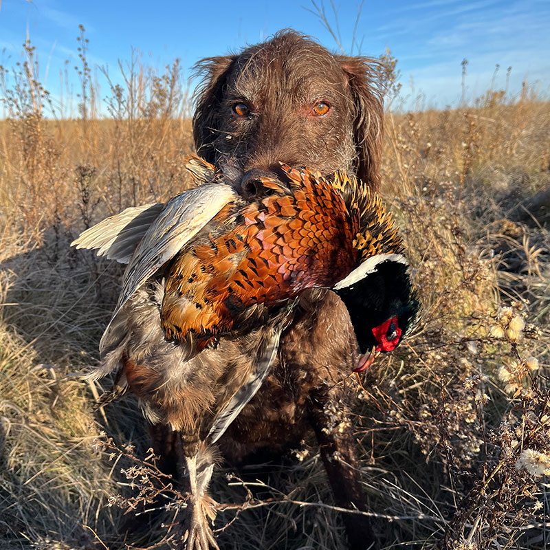 Hunting dog with harvested pheasant