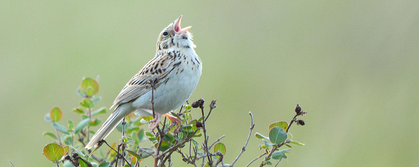 Baird's Sparrow