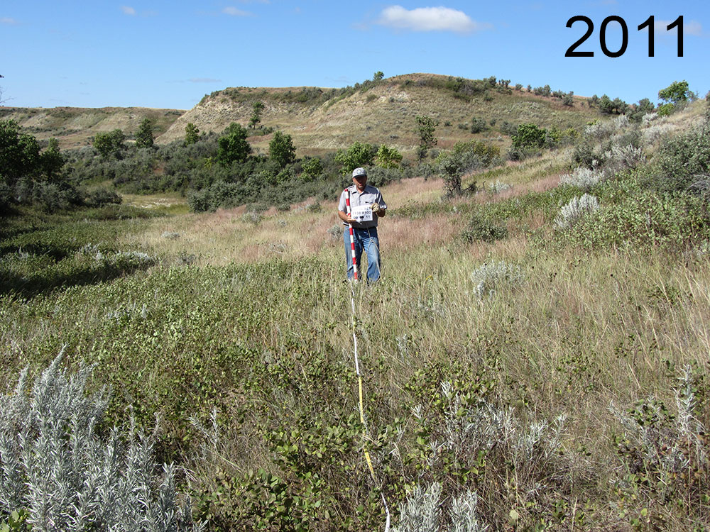 Transect in 2011