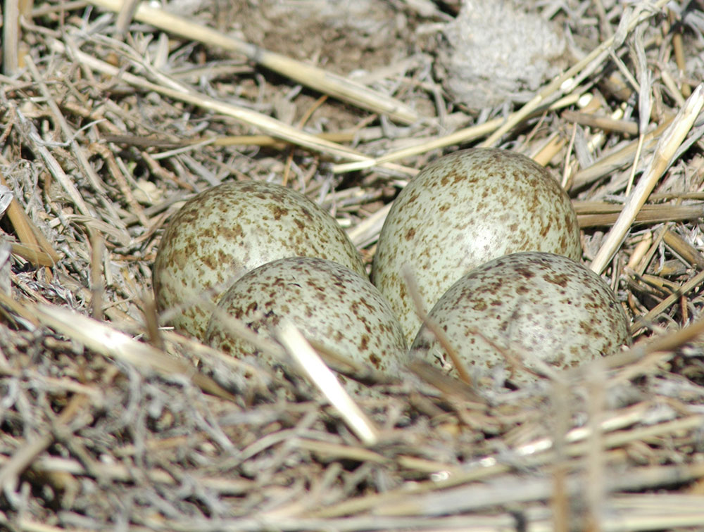 Long-billed Curlew Nest