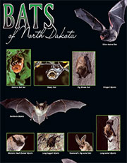 bats poster dakota north nd documents project