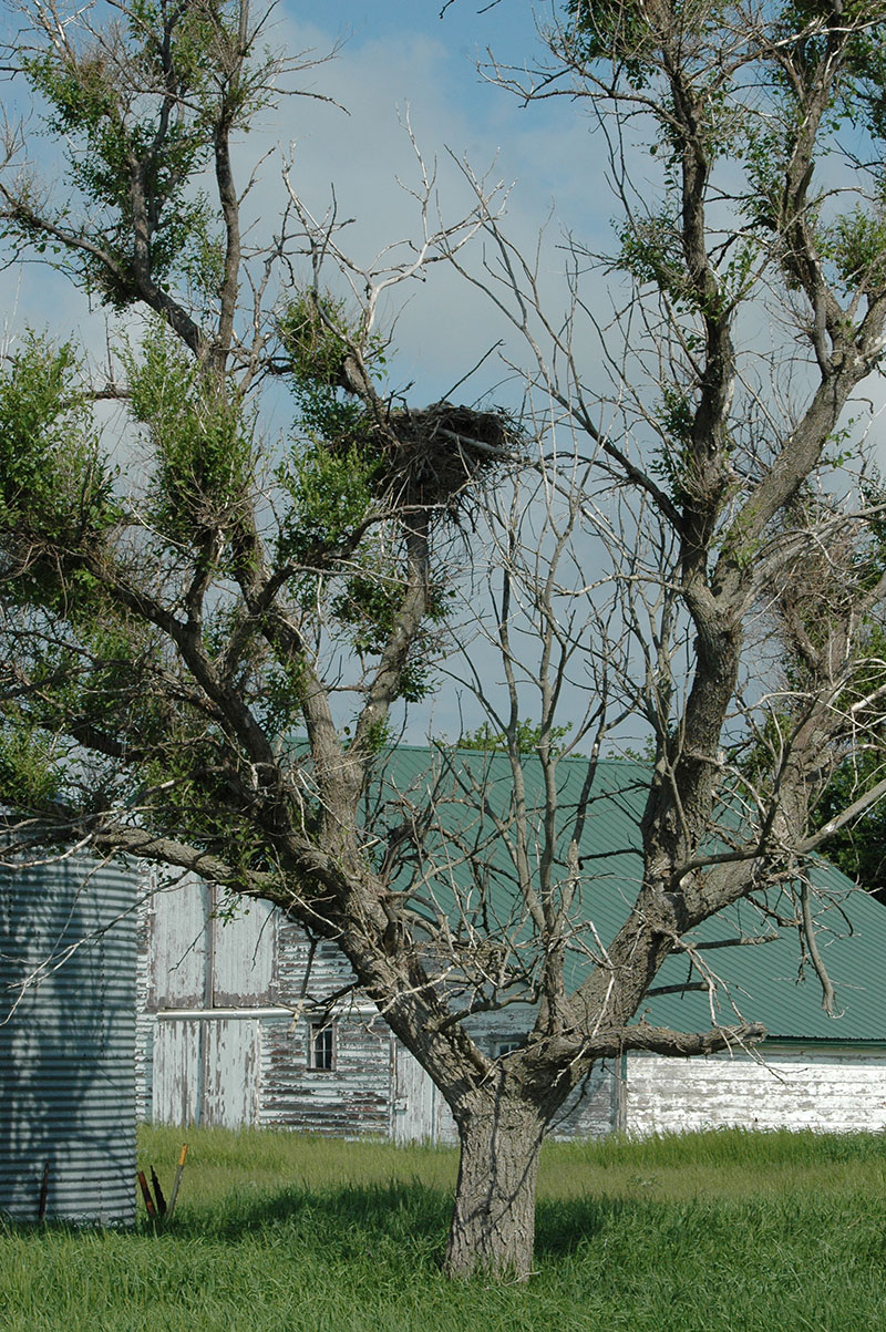 Ferruginous hawk nest