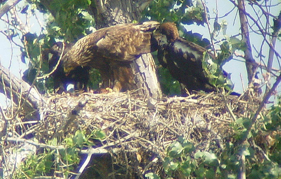 Golden Eagles on Nest