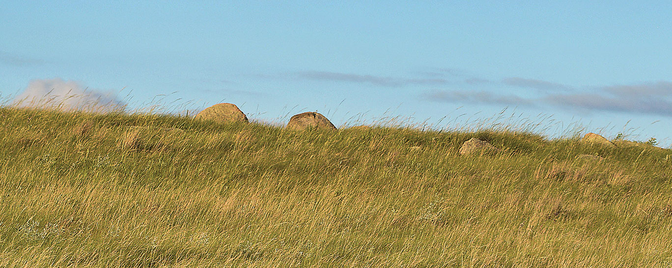 Grassland features landscape