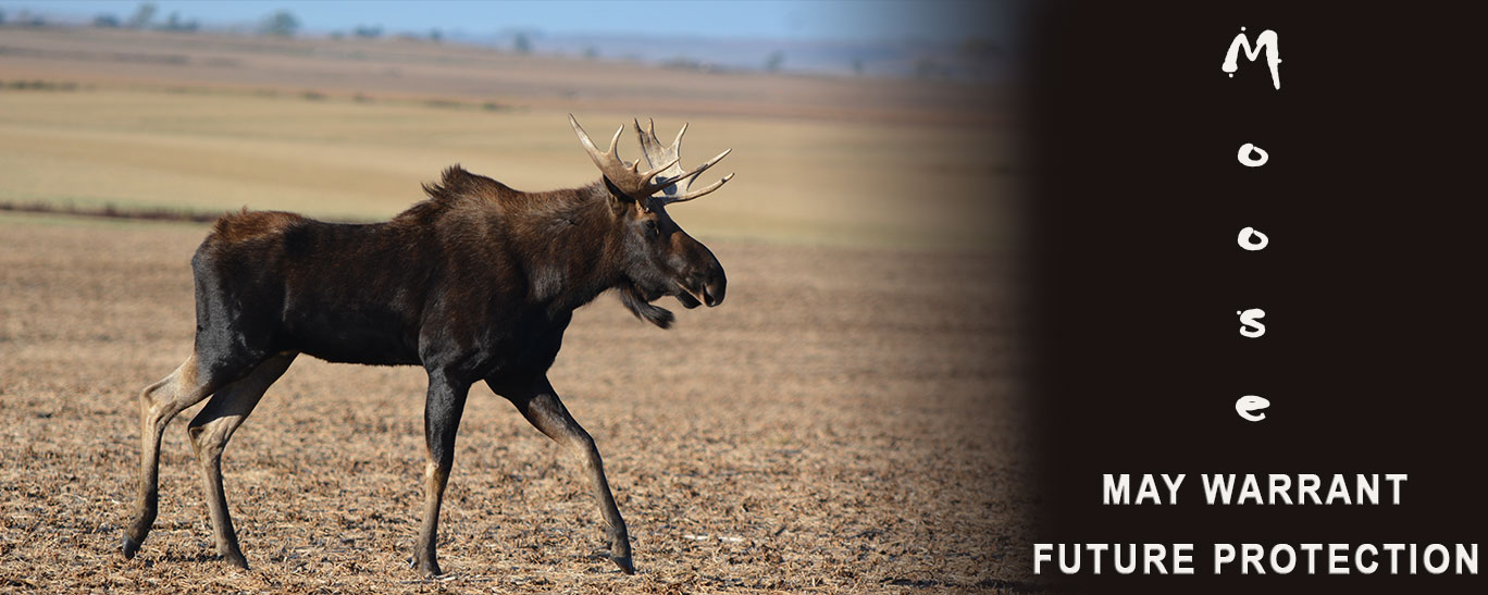 Moose May Warrant Future Protection North Dakota Game and Fish