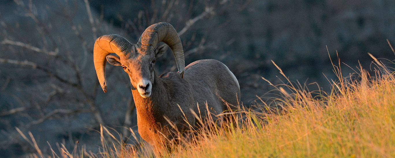 Assessment of Bighorn Population Ongoing North Dakota Game and Fish