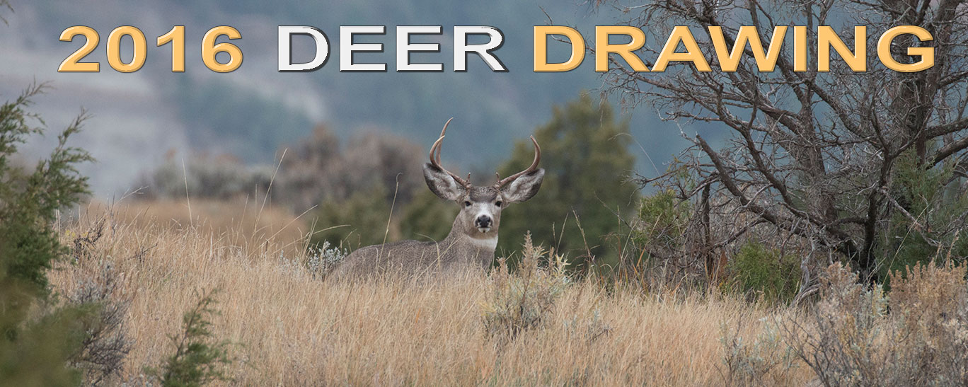 Mule deer buck lying in badlands