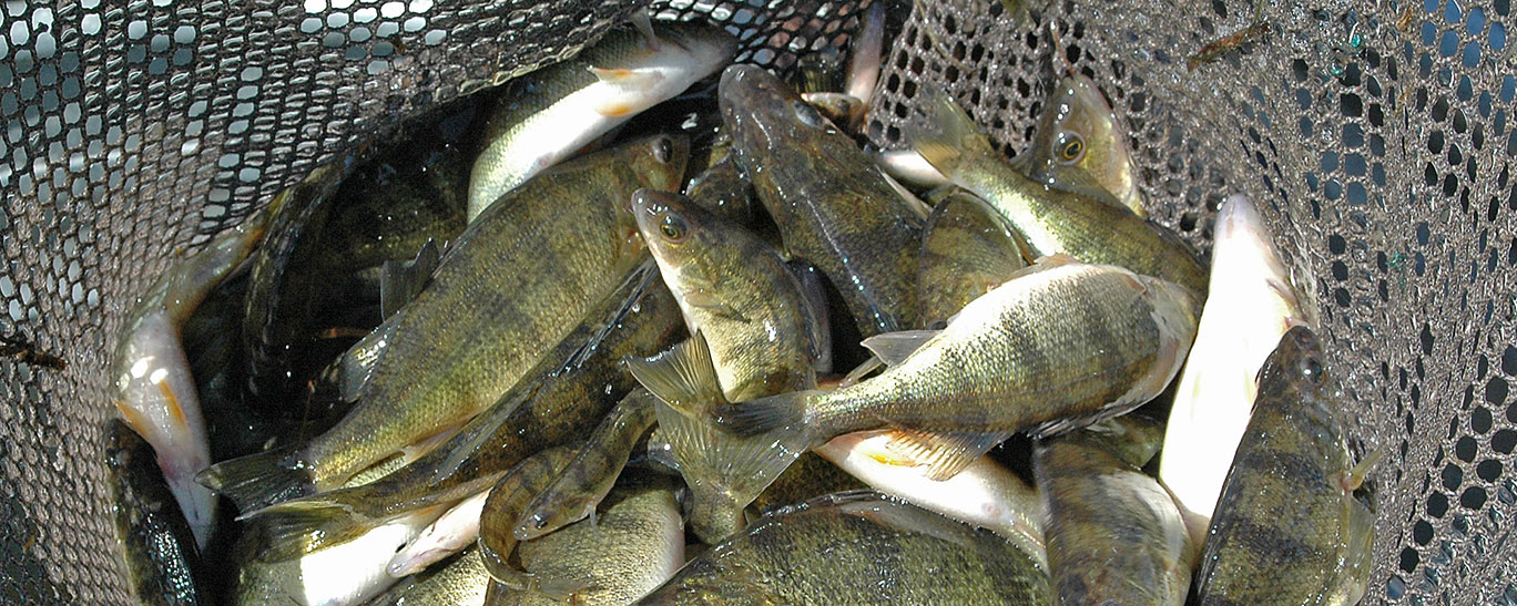 Fish in net
