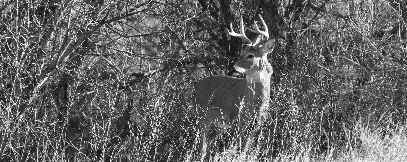 White-tailed buck