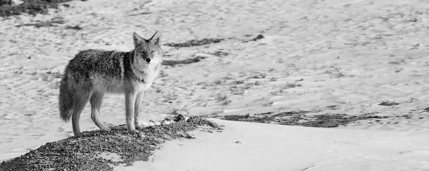 coyote