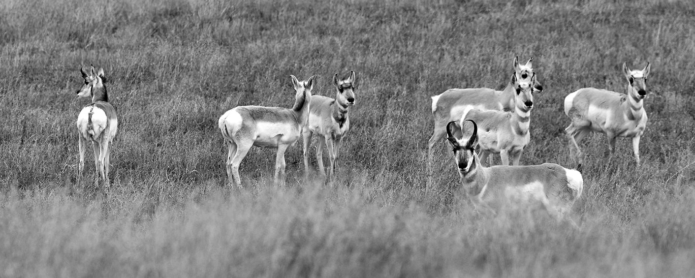 Pronghorn