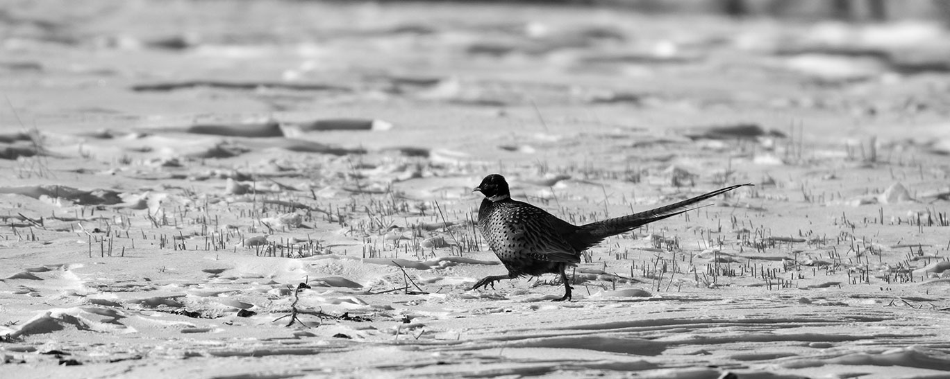 Pheasant