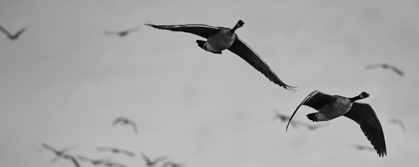 Canada geese