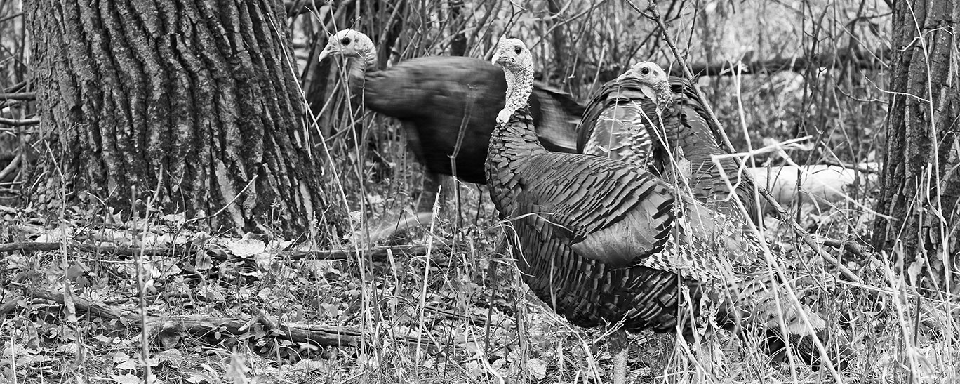 Fall Turkey Hunting Guide North Dakota Game and Fish