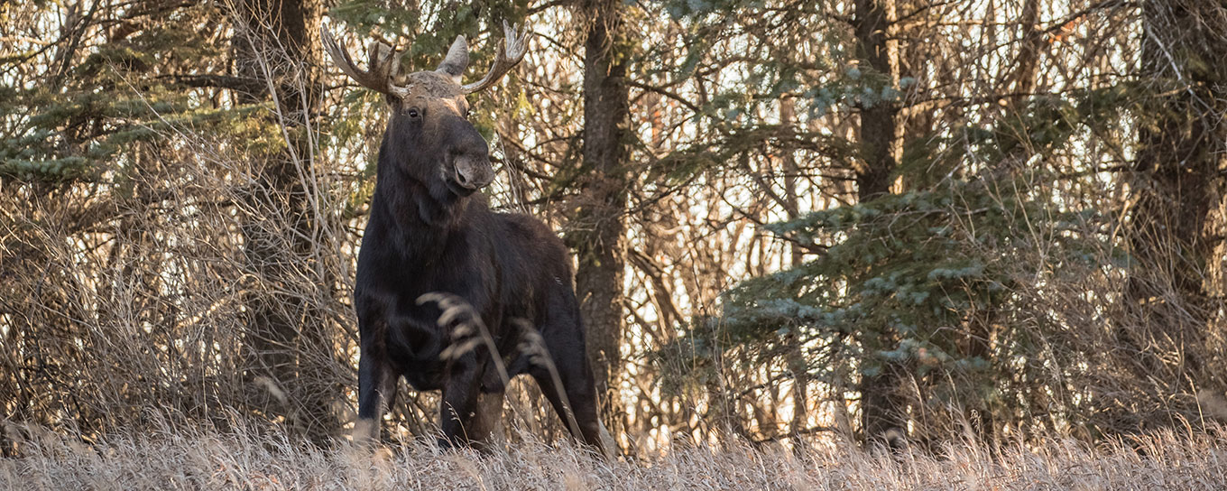 Moose
