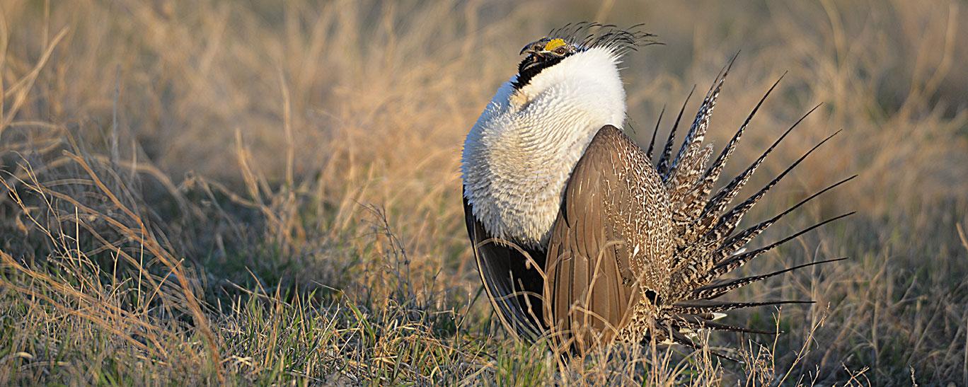 Sage Grouse | North Dakota Game and Fish