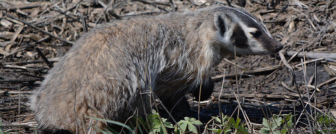 Badger