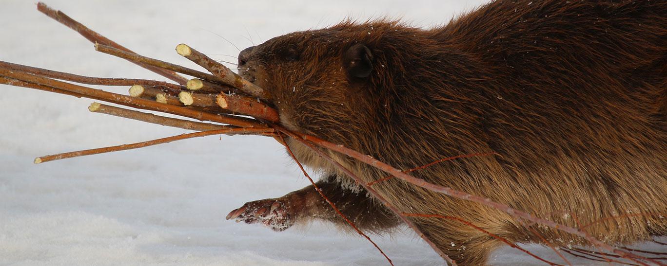 Beaver