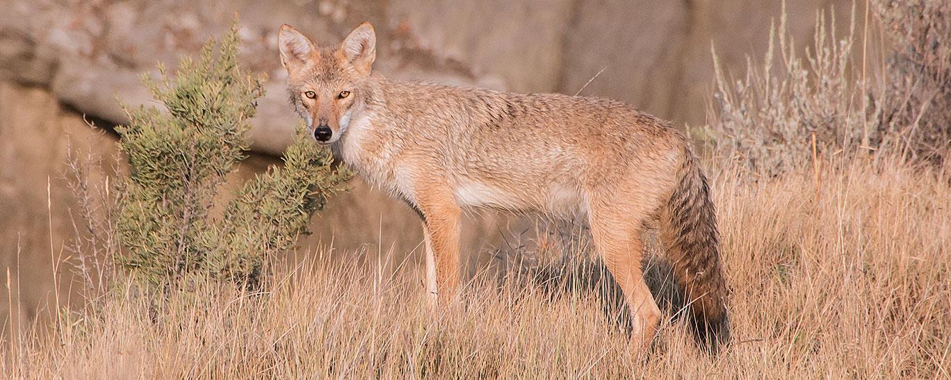 Coyote