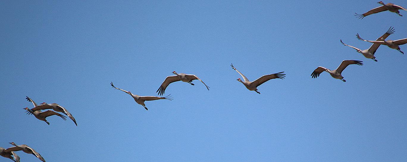 Sandhill cranes flying