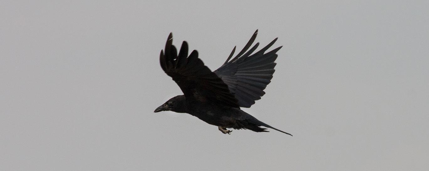Crow